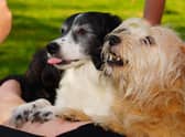 This is a job role for both dog owners and their pets.