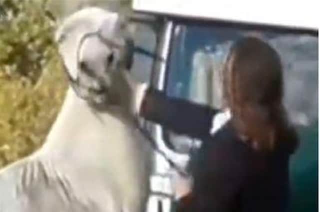 A woman is alleged by RSPCA to have "caused unnecessary suffering" to a grey pony named Bruce, on November 6, 2021, in Gunby.