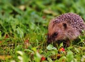 All animals love food, even more so when they don’t have to go through the effort of finding it. Nuts and seeds are the best bet for birds or you could push the boat out and opt for some mealworms for the foxes
