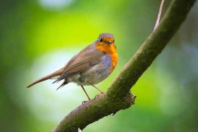 Brits are being encouraged to provide bird feed to contribute to the health of some of Britain's favourite wildlife