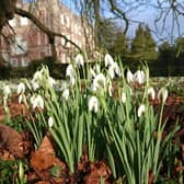 Spring is coming ... Gunby Hall and Gardens re-opens this weekend and its guided snowdrop walks return next week.