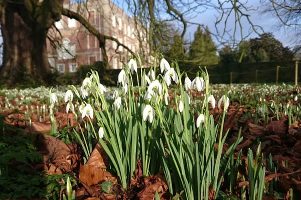 Spring is coming ... Gunby Hall and Gardens re-opens this weekend and its guided snowdrop walks return next week.