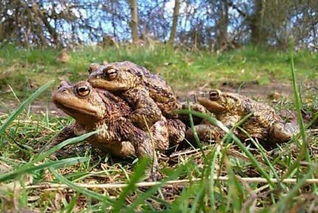 It will soon be spring and volunteers are needed to help with Sleaford Toad Group's patrols. EMN-220702-183958001
