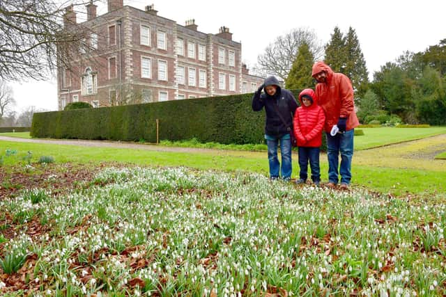 Tip toe in the snowdrops - Ben and Tan Cosh with eight-year-old Logan Cosh.
