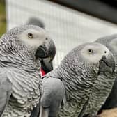 Lincolnshire Wildlife Park’s notorious swearing parrots have been unveiled to the general public for the first time as a flock in their own enclosure.