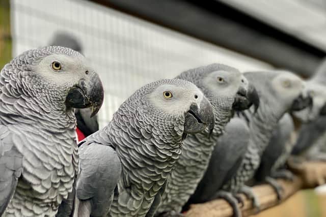 Lincolnshire Wildlife Park’s notorious swearing parrots have been unveiled to the general public for the first time as a flock in their own enclosure.