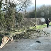 A large branch fallen onto a road near Heckington during the high winds of Storm Eunice. Photo: Melody Shanahan-Kluth EMN-220218-165421001