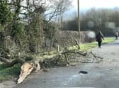 A large branch fallen onto a road near Heckington during the high winds of Storm Eunice. Photo: Melody Shanahan-Kluth EMN-220218-165421001