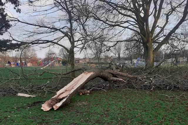 A major tree failure on Boston Road recreation ground in Sleaford.