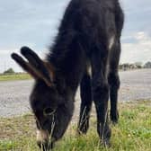 Kye the donkey has sadly died in a freak accident.