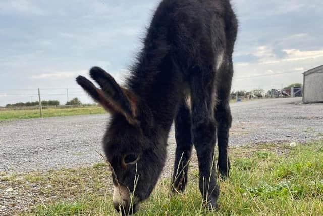 Kye the donkey has sadly died in a freak accident.