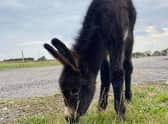 Kye the donkey has sadly died in a freak accident.