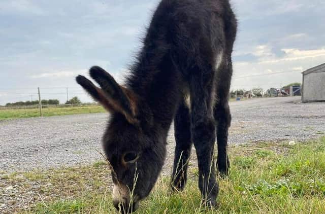 Kye the donkey has sadly died in a freak accident.