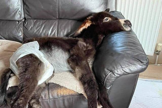 Kye finding comfort on a settee after he was rejected by his mum.