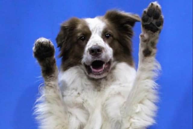 Naomi Evans, of Lincs Dog Training, will be competing at the Heelwork To Music (HTM) finals on Friday with her collie, Rogue.