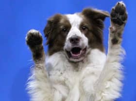 Naomi Evans, of Lincs Dog Training, will be competing at the Heelwork  To Music (HTM) finals on Friday with her collie, Rogue.