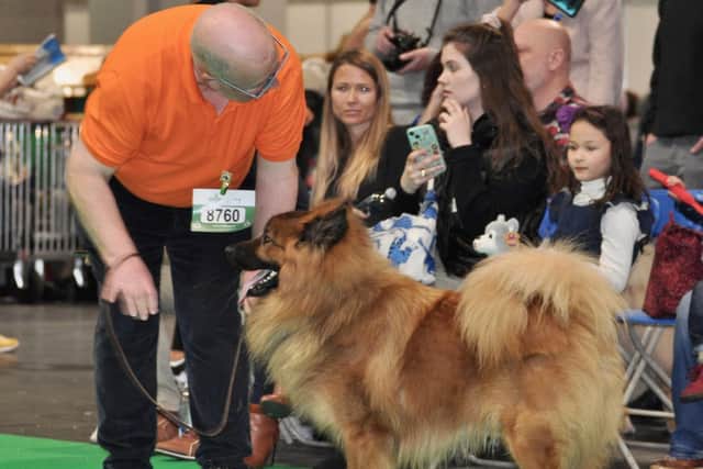 Malcolm Playle, showing one of his Eurasier dogs called Perseus Janytario de Legendes de Retz.   They came away with a Very Highly Commended fifth place award.