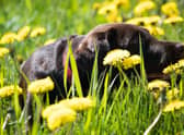 Dogs suffer from hayfever too (photo: Unsplash)