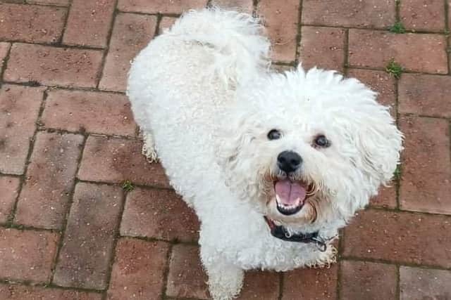 Georgie needs a £2,700 operation EMN-220318-143156001