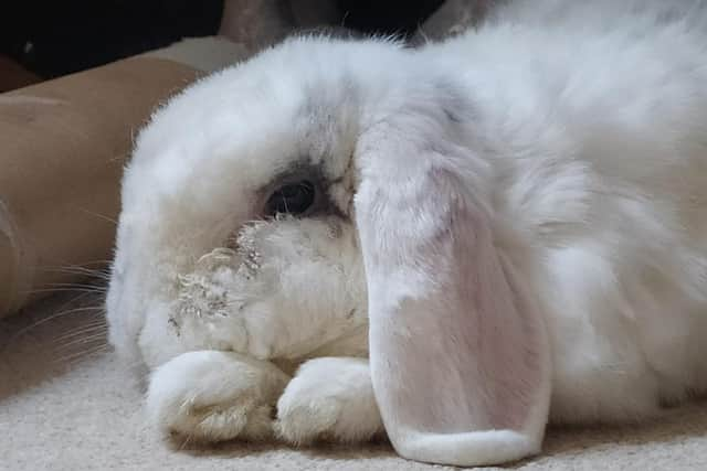 Joey the floppy-eared bunny is innocent.