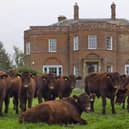 Lincoln Red Cattle on the South Ormsby Estate. (Picture courtesy of South Ormsby Estate)