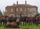 Lincoln Red Cattle on the South Ormsby Estate. (Picture courtesy of South Ormsby Estate)