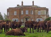 Lincoln Red Cattle on the South Ormsby Estate. (Picture courtesy of South Ormsby Estate)