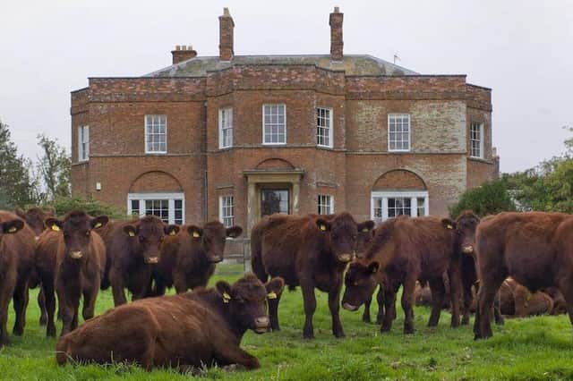 Lincoln Red Cattle on the South Ormsby Estate. (Picture courtesy of South Ormsby Estate)