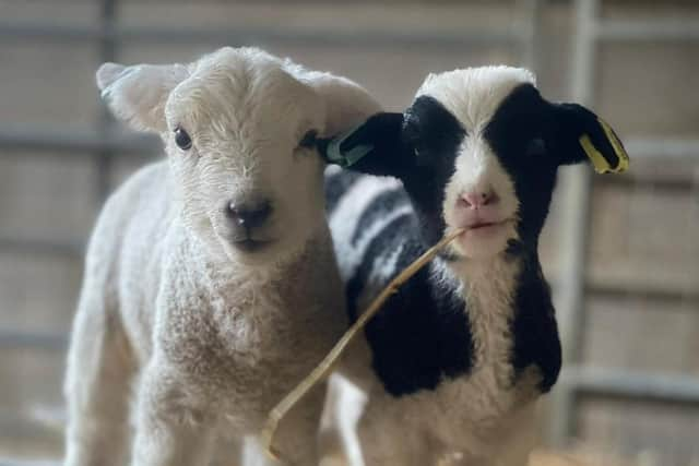 Little lambs are a great attraction on farms at this time of year.