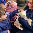 One of four lambs to have recently paid a visit to Mon Ami Nursery, in Swineshead.