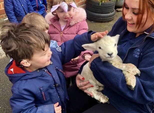 One of four lambs to have recently paid a visit to Mon Ami Nursery, in Swineshead.