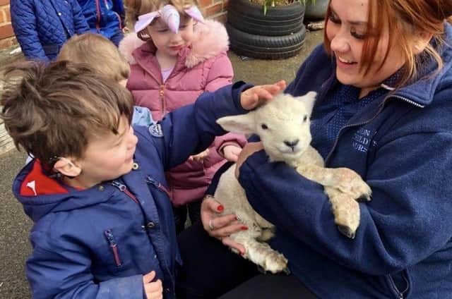 One of four lambs to have recently paid a visit to Mon Ami Nursery, in Swineshead.