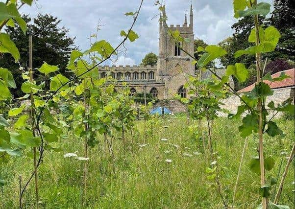 The vineyard at Horbling Hall. EMN-220404-175325001