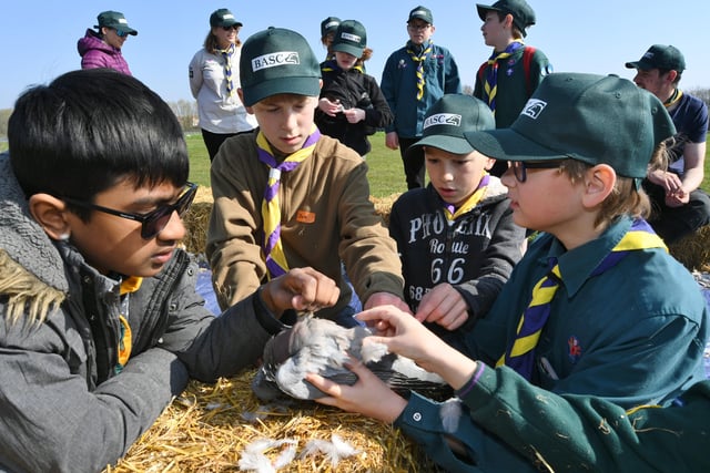 Kids Country Cubs and Scouts event at the East of England Arena. Spalding and Raunds cubs learning how to pluck a pigeon EMN-220328-140224009