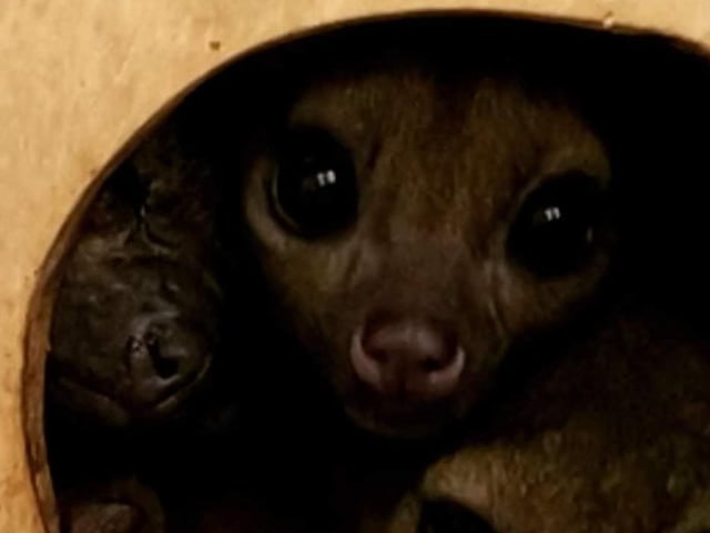 The ARK exotic animal sanctuary needs £3,000 to rescue the kinkajous.