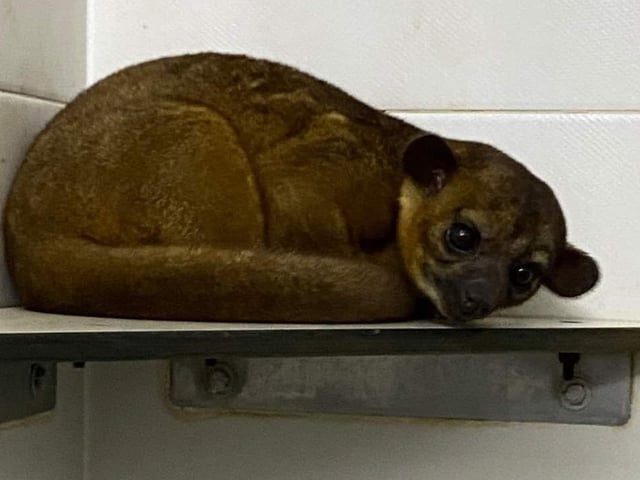 Without funding, the ARK exotic animal sanctuary will not be able to rescue the kinkajous.