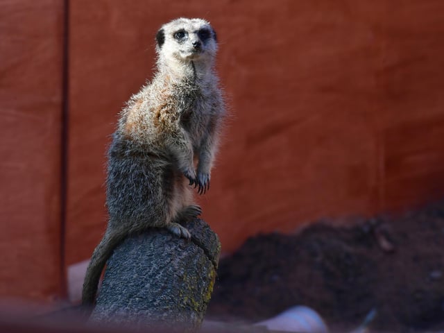 Meerkats are always popular with families.