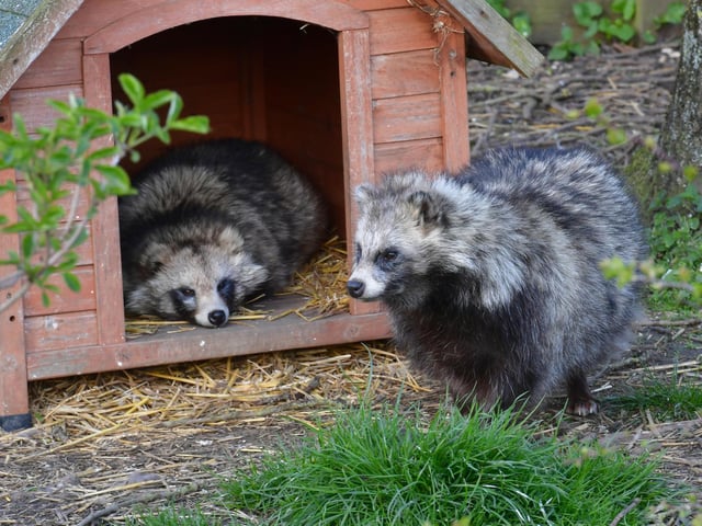 Ark Wildlife Park and Rescue Centre..