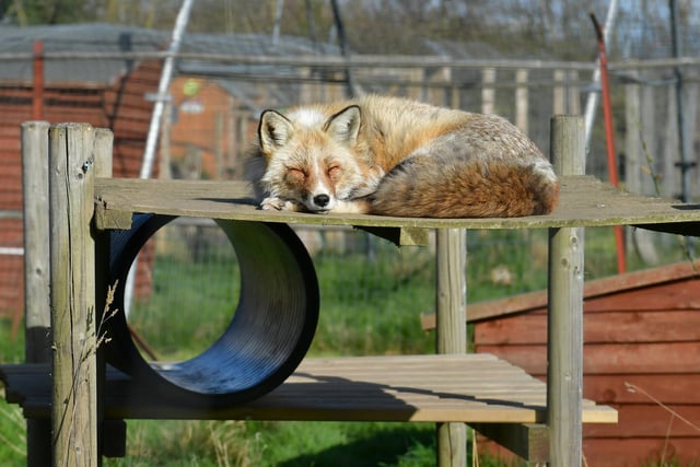 A red fox called Soxa snoozing in a safe habitat after being rescued.