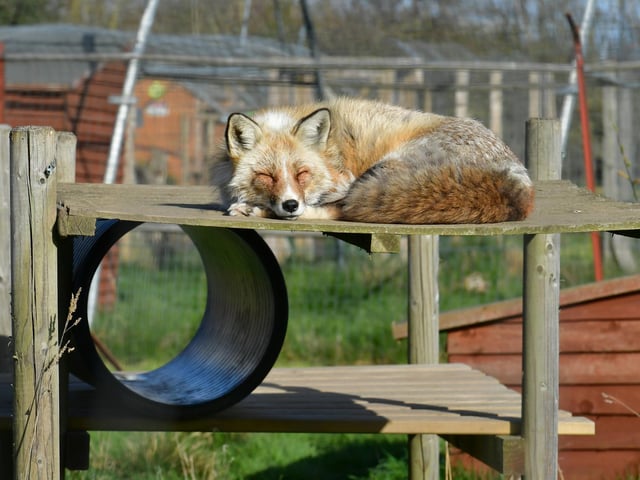 A red fox called Soxa snoozing in a safe habitat after being rescued.