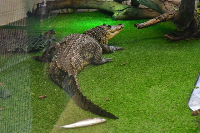 A crocodile rescued from a flat in London.