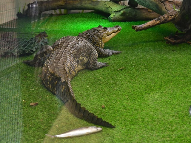 A crocodile rescued from a flat in London.