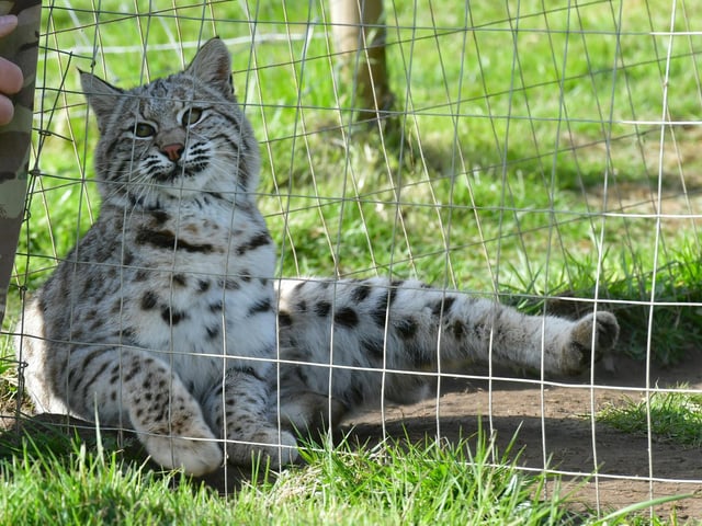 Jinx the Bobcat at Ark Wildlife Park.