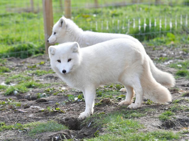 Arctic Fox at the Ark Wildlife Park.
