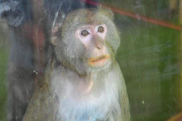 Rhesus Macaque at Ark Wildlife Park.
