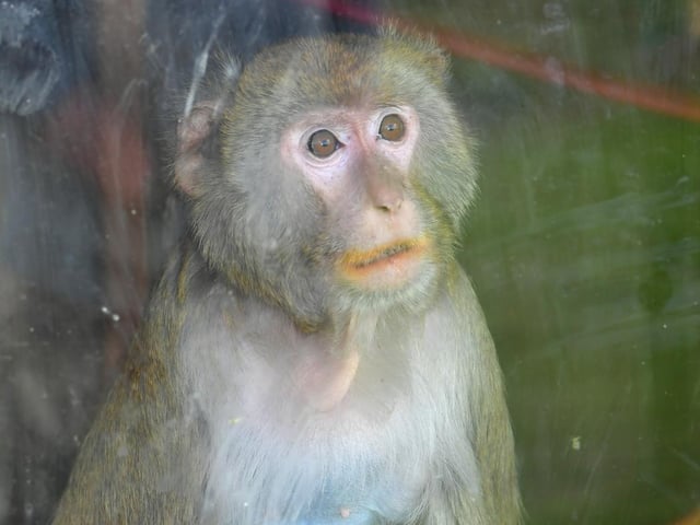 Rhesus Macaque at Ark Wildlife Park.