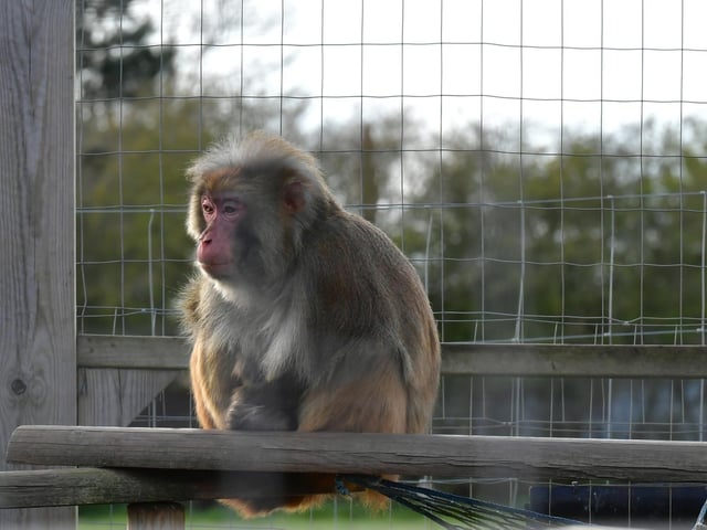 Rhesus Macaque at Ark Wildlife Park.