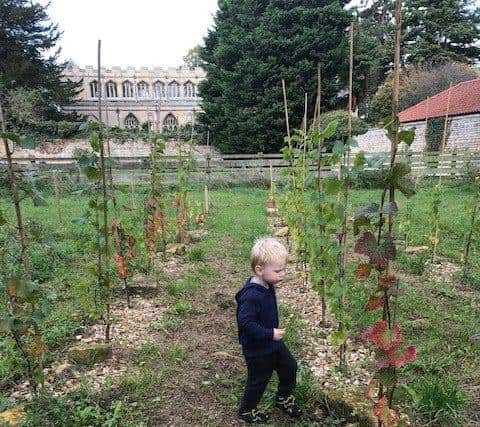 Early days in the vineyard at Horbling Hall. EMN-220404-175255001