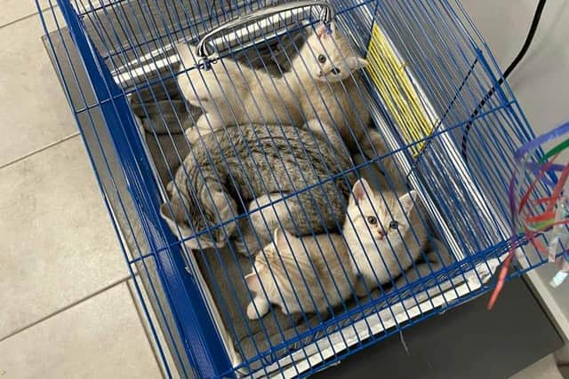 The kittens that travelled in a small cage from the Ukraine to a 19-year-old girl's family in Spain.