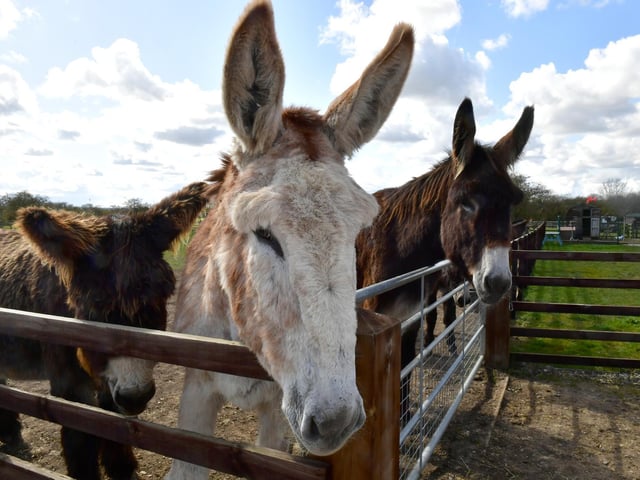 It's been a long winter for the residents at Radcliffe Donkey Sanctuary.